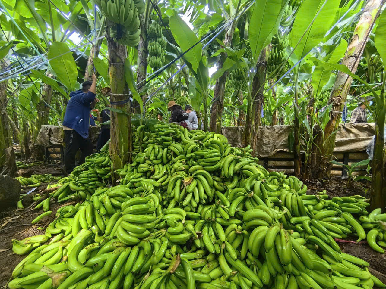 Cơ hội cho doanh nghiệp Việt Nam tham gia cung cấp chuối quả vào Algeria