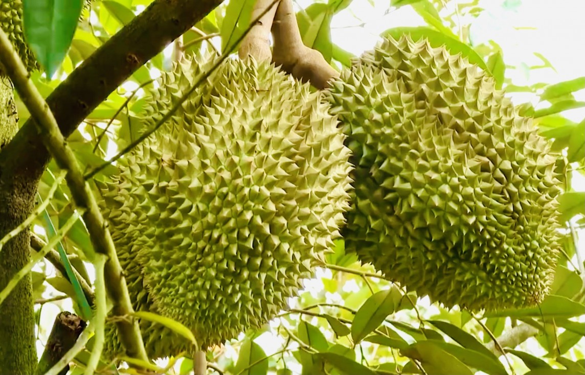 Ấn Độ mở cửa thị trường cho sầu riêng tươi Việt Nam