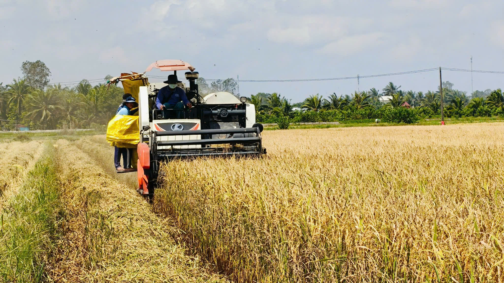 87 vụ điều tra phòng vệ thương mại từ các nước RCEP, ASEAN chiếm 68%